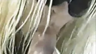 Naczelnik uprawia seks z kolegą w więzieniu. dojrzale mamy sex